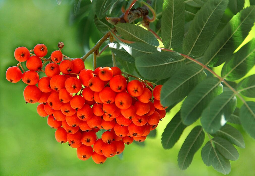 Rowan leaves can be used as a dressing for fungal-infected nails. 