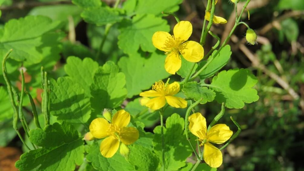 Celandine treats onychomycosis