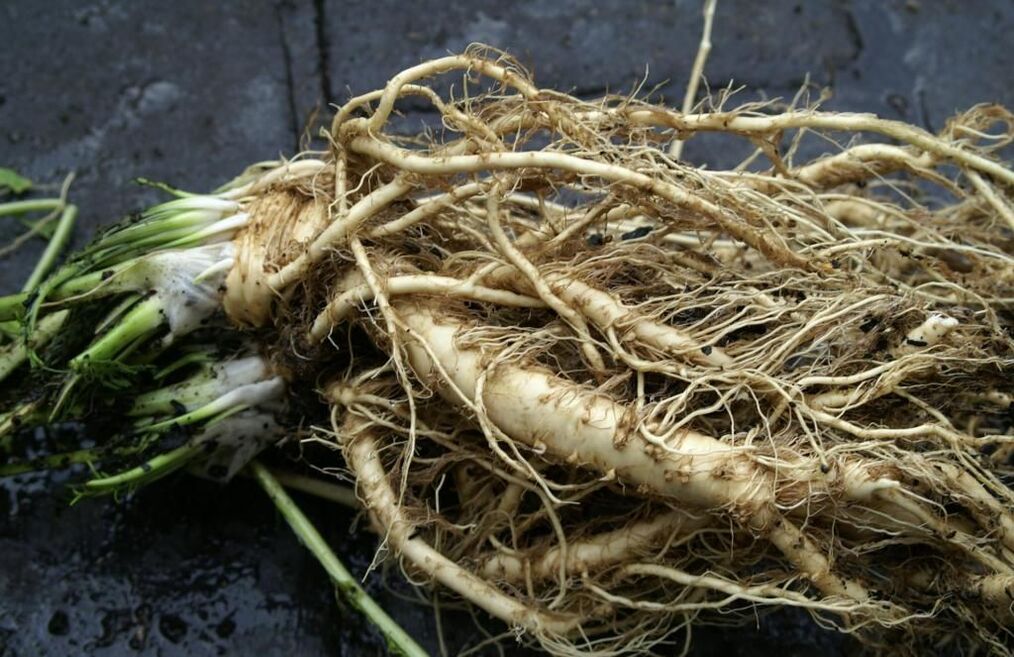 Horseradish fights fungus