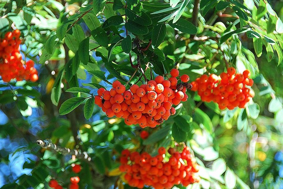 Rowan leaves battle with fungus